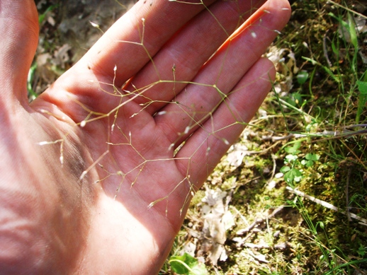 Esile piantina (Poa ?) - no, Aira elegantissima